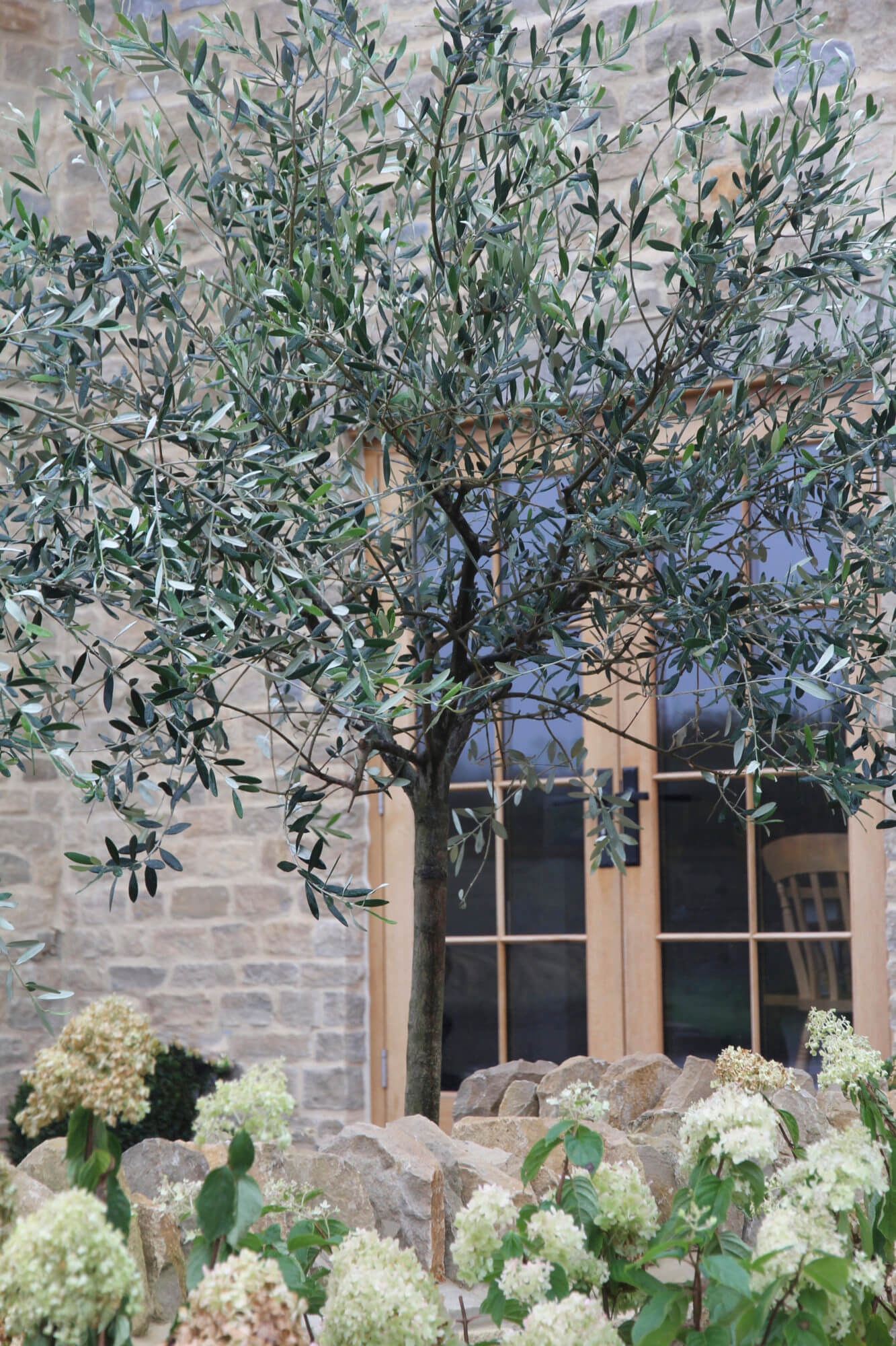 Olive tree against stone house with hydrangeas growing under