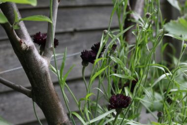 Black cornflowers