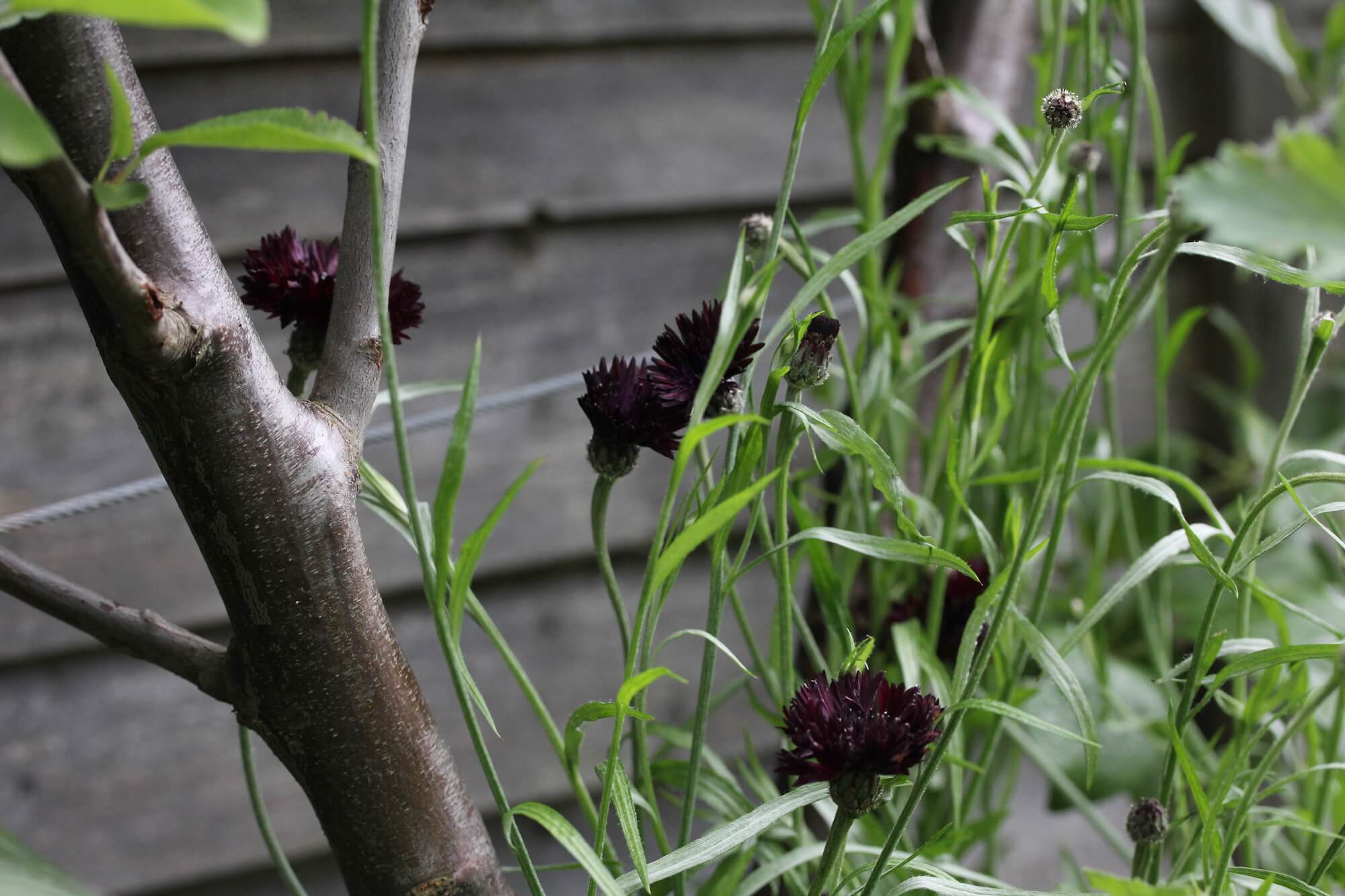 Black cornflowers