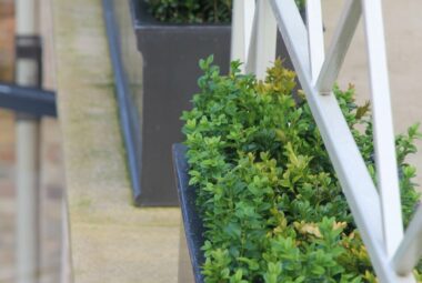 close up of buxus hedging in grey rectangular planters below industrial silver balcony