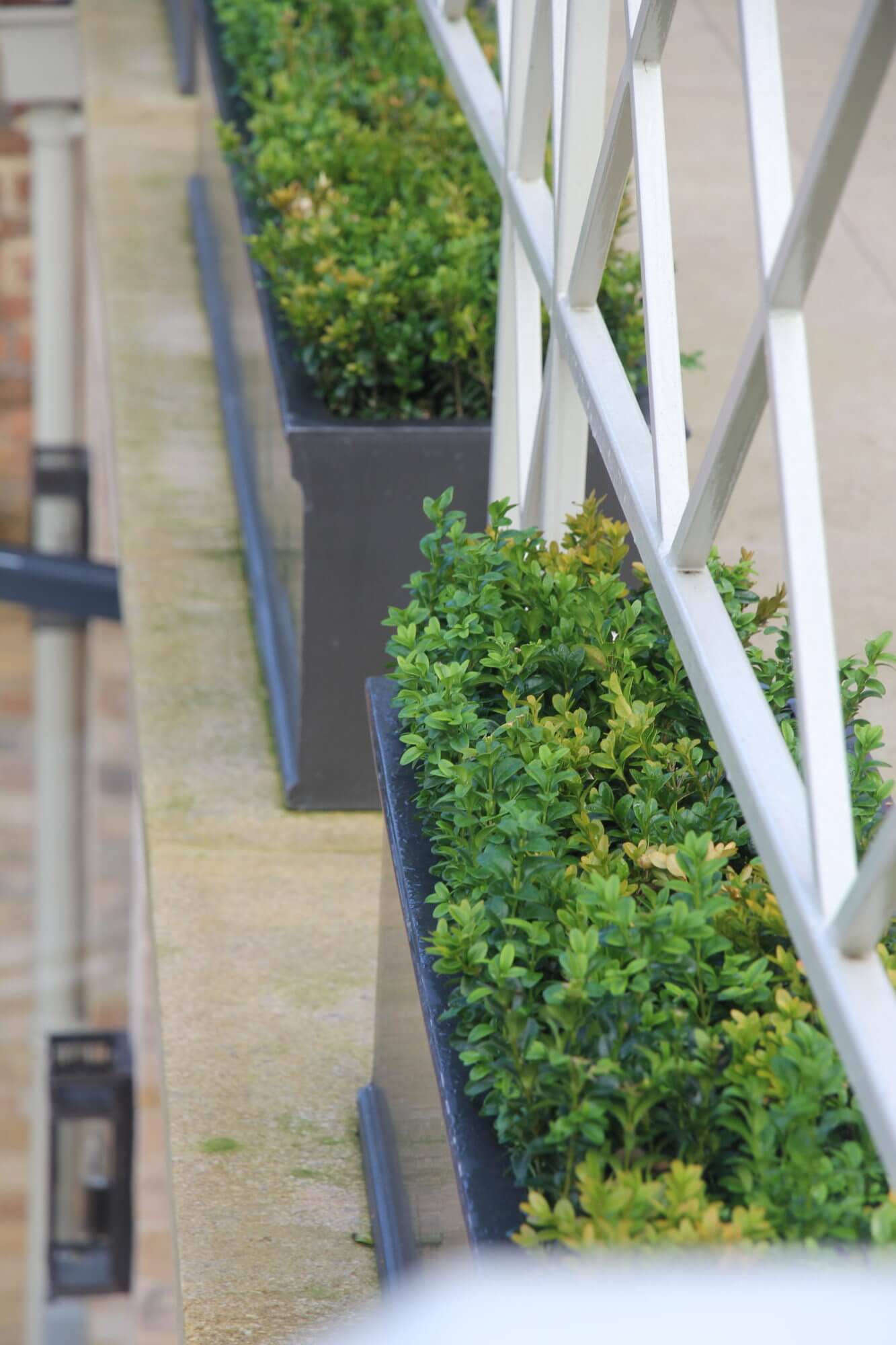 close up of buxus hedging in grey rectangular planters below industrial silver balcony