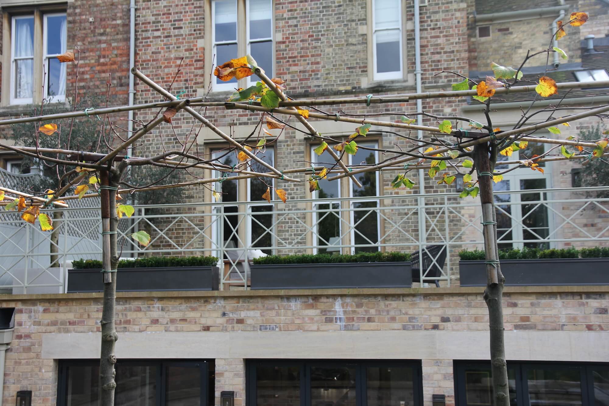 Pleached trees in autumn with no leaves