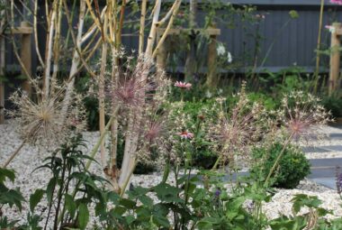 Garden alliums beginning to dry out