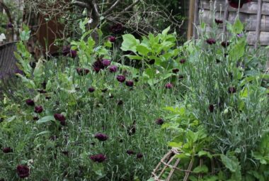 Black cornflowers and Olive tree. Metal watering can