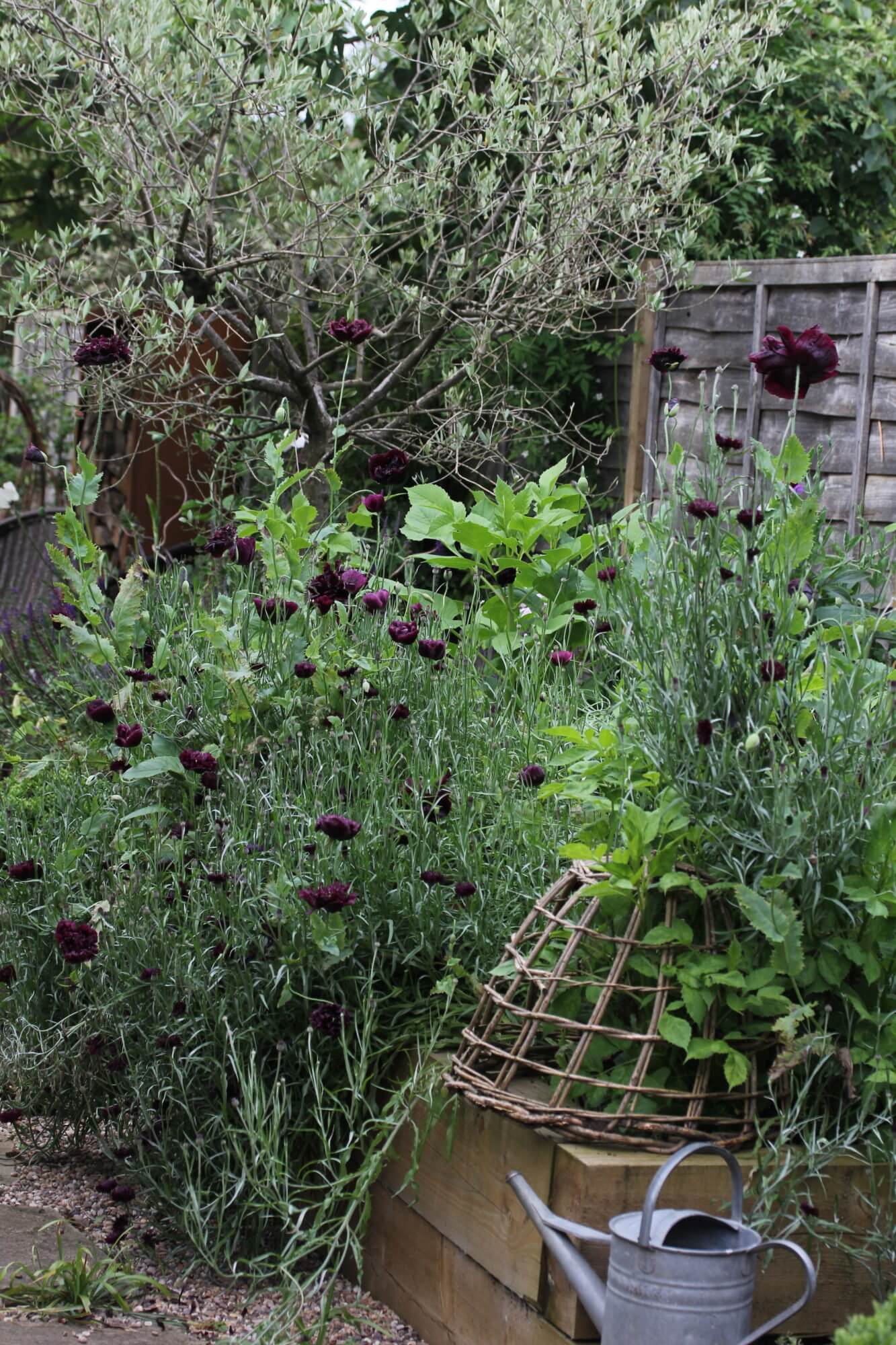 Black cornflowers and Olive tree. Metal watering can