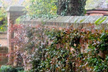 red brick wall with climbing plants and topiary cubes