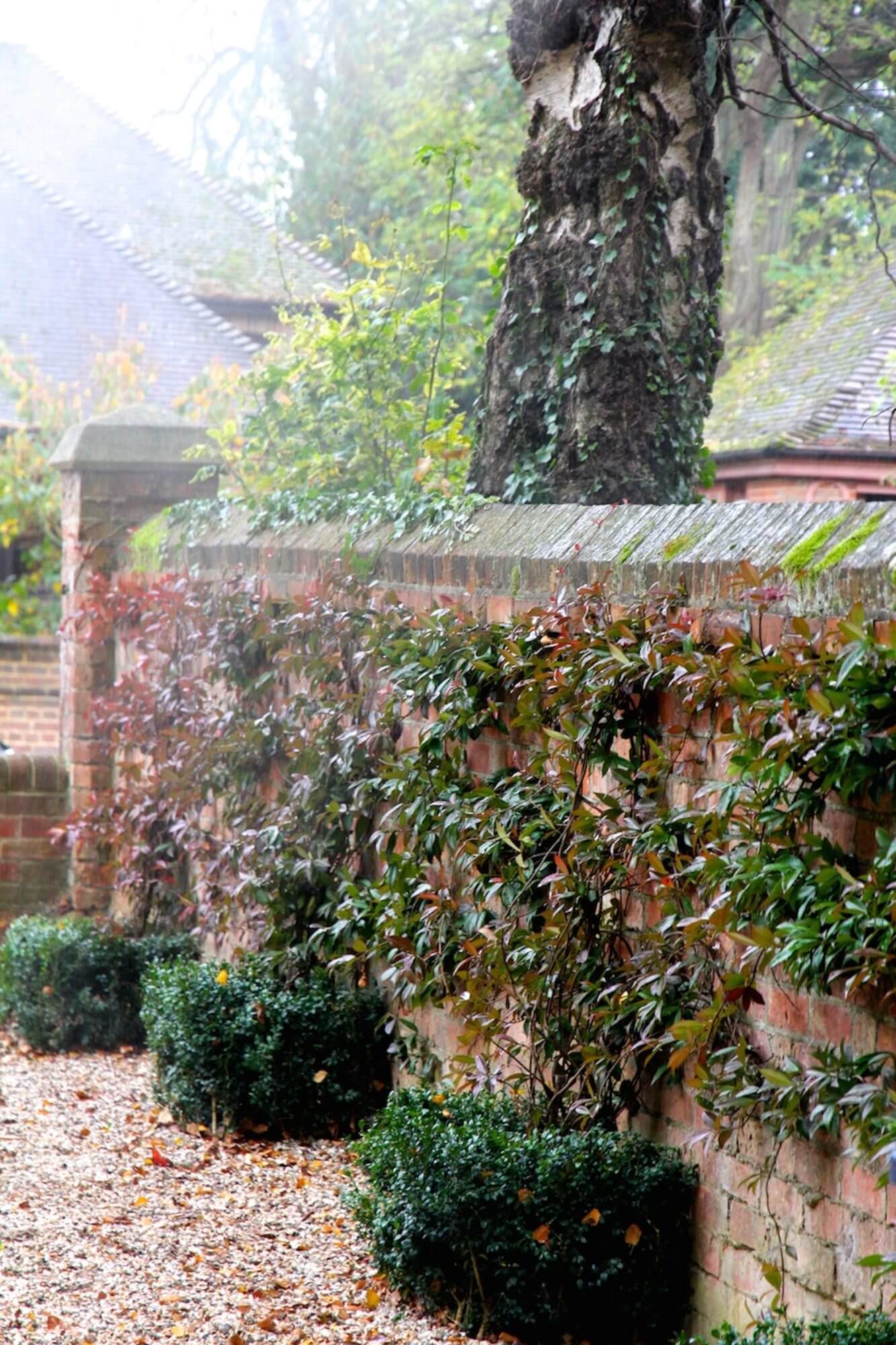 red brick wall with climbing plants and topiary cubes