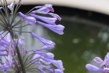 agapanthus flowers