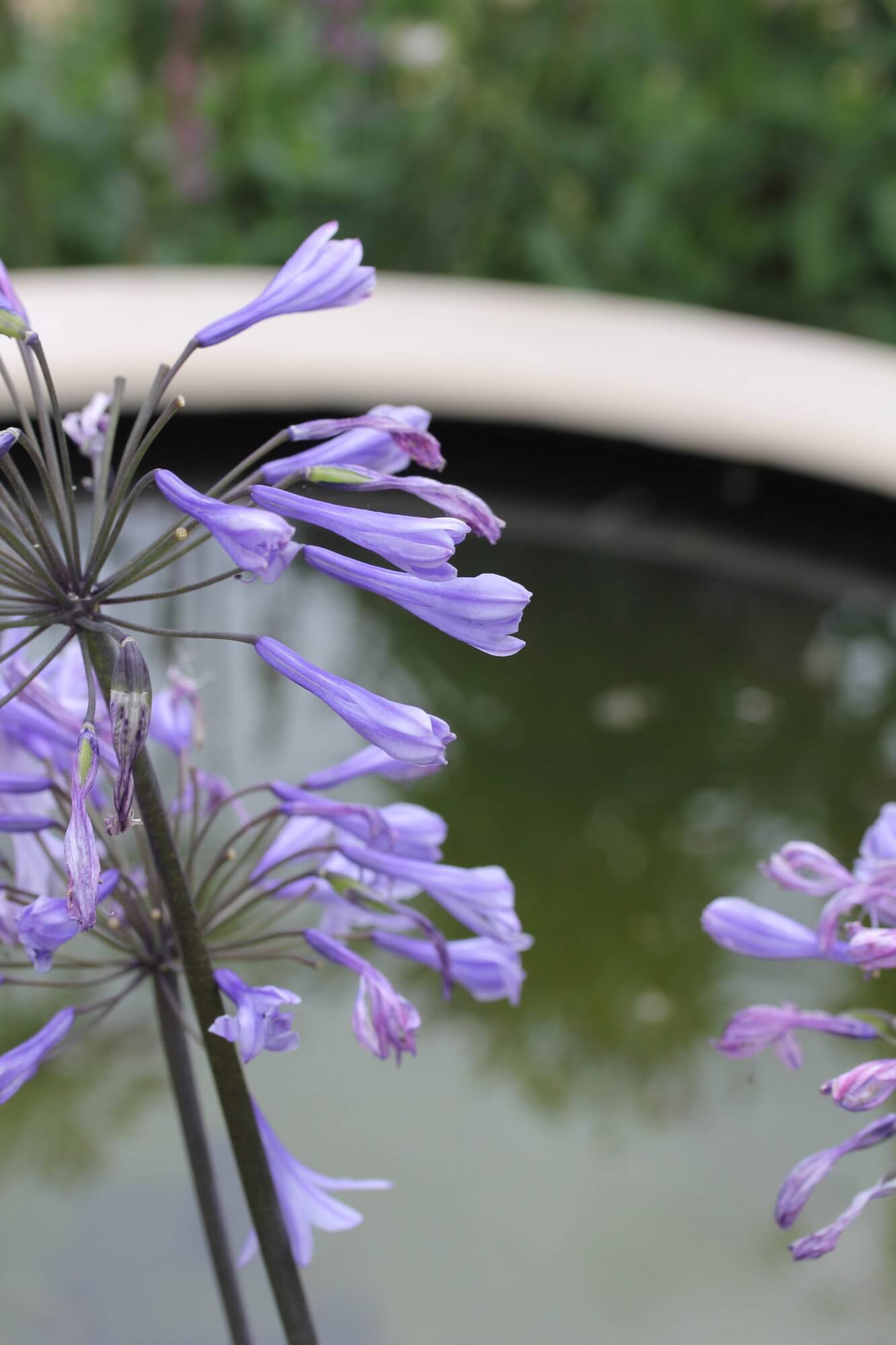 agapanthus flowers