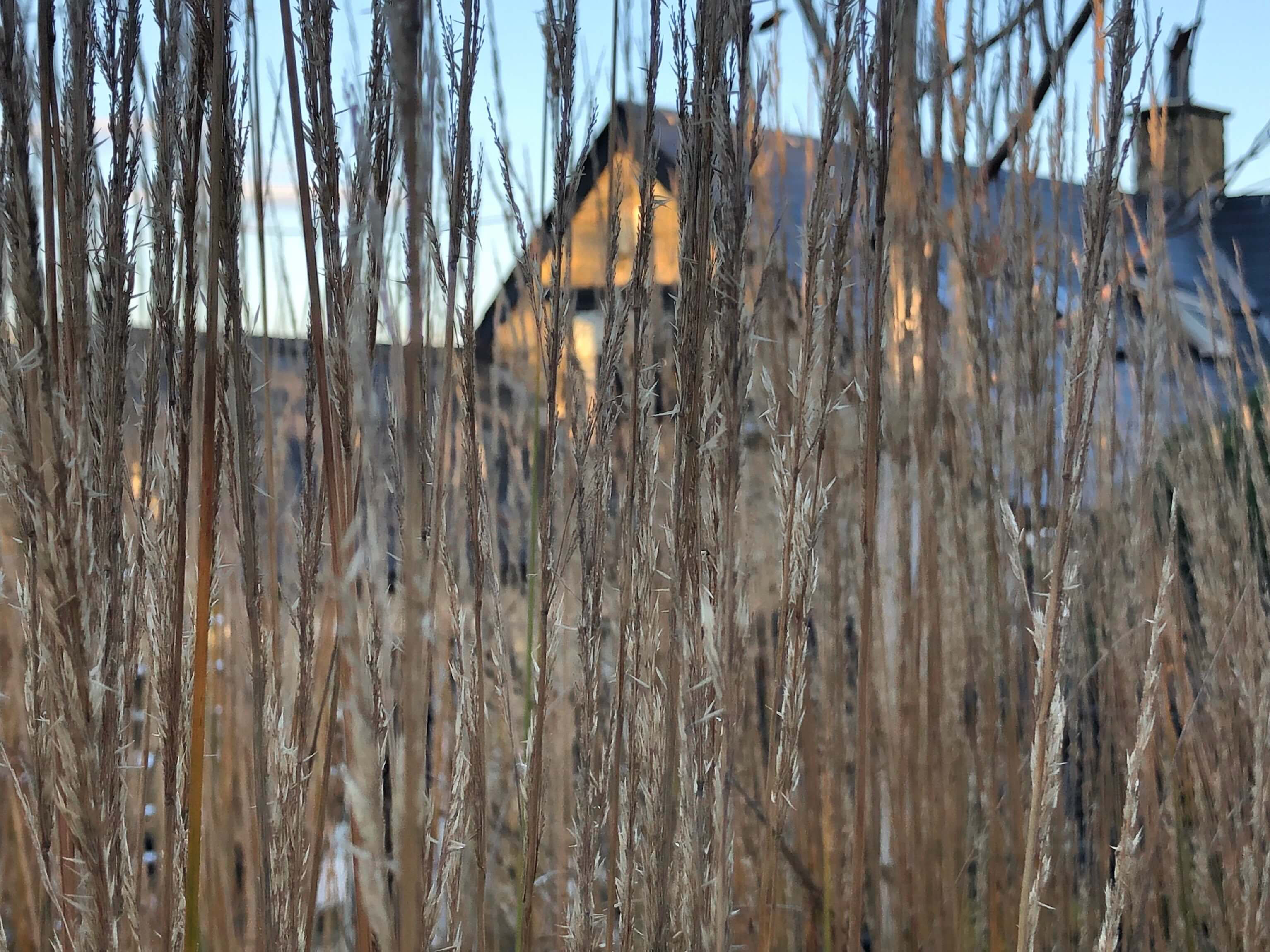 long grasses with a country cottage behind