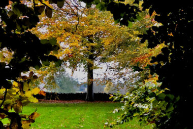 oak tree in autumn colours across a field through a key hole hedge
