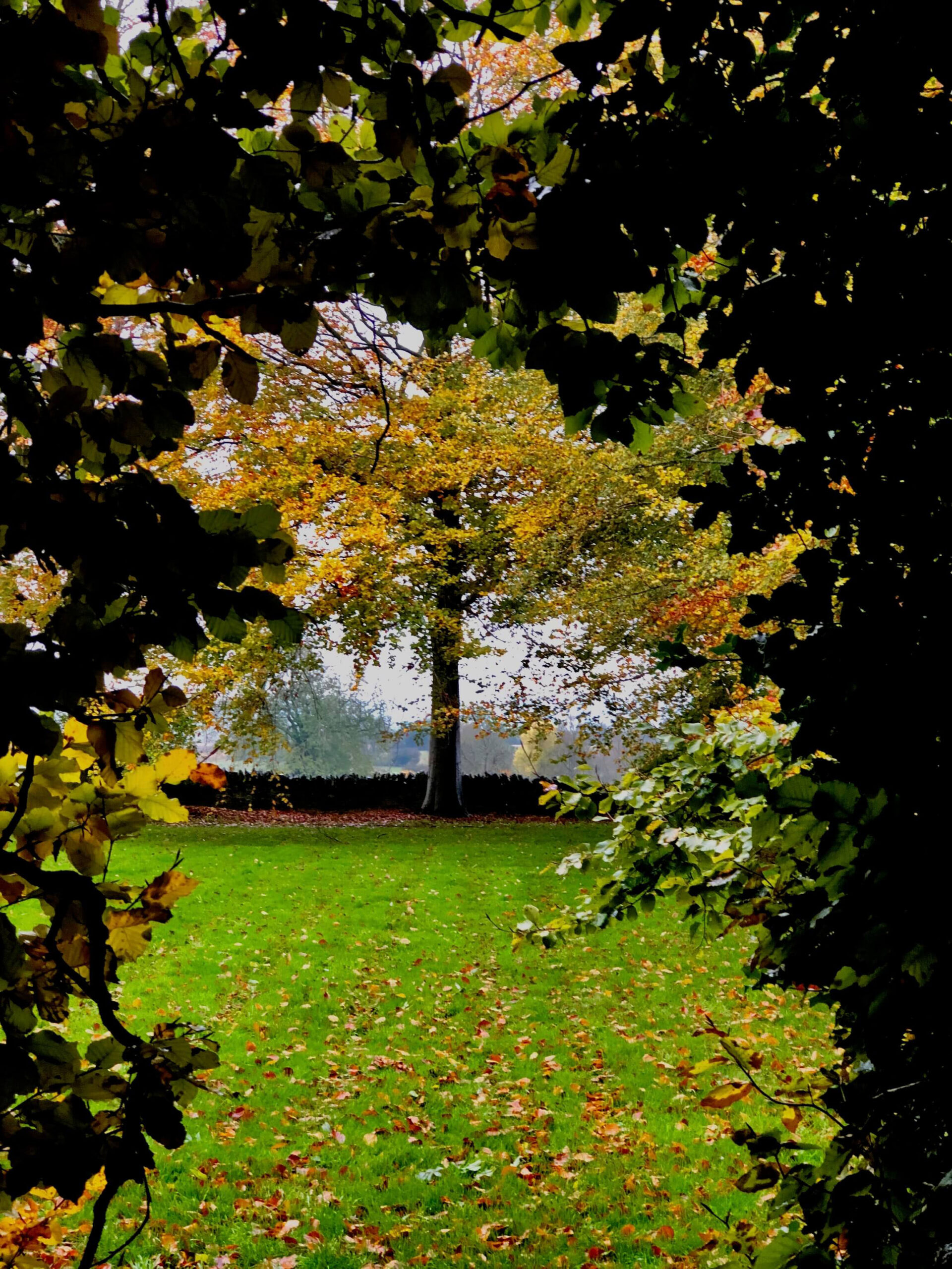 oak tree in autumn colours across a field through a key hole hedge