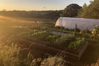 polytonal in a flower farm at sunset