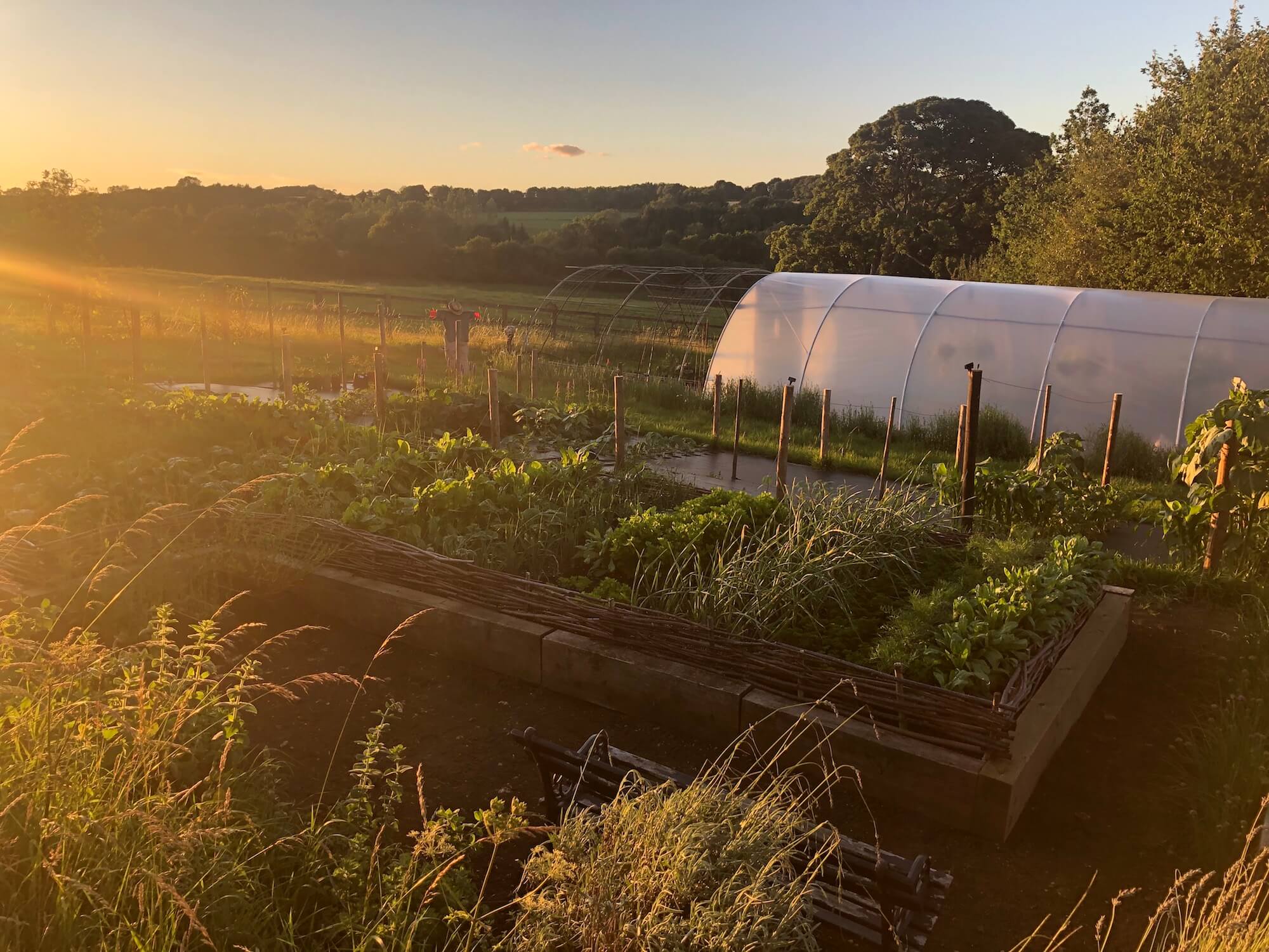 polytonal in a flower farm at sunset