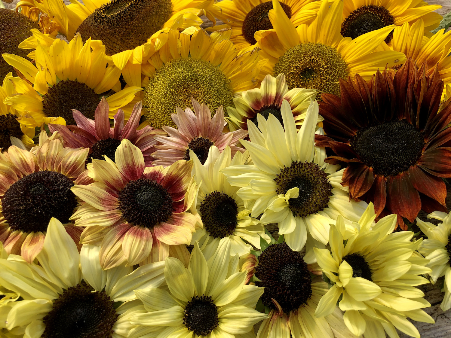 An array of autumnal edible sunflowers in oranges, rusts, yellows