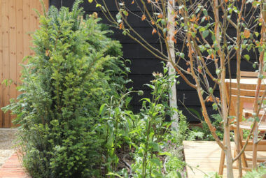 low Red brick wall with fir tree and silver birch trees growing