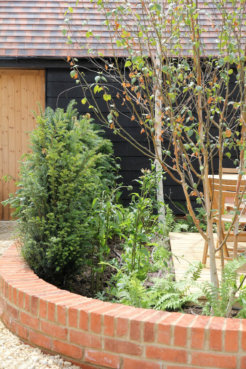 low Red brick wall with fir tree and silver birch trees growing