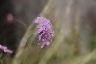 Purple Scabious