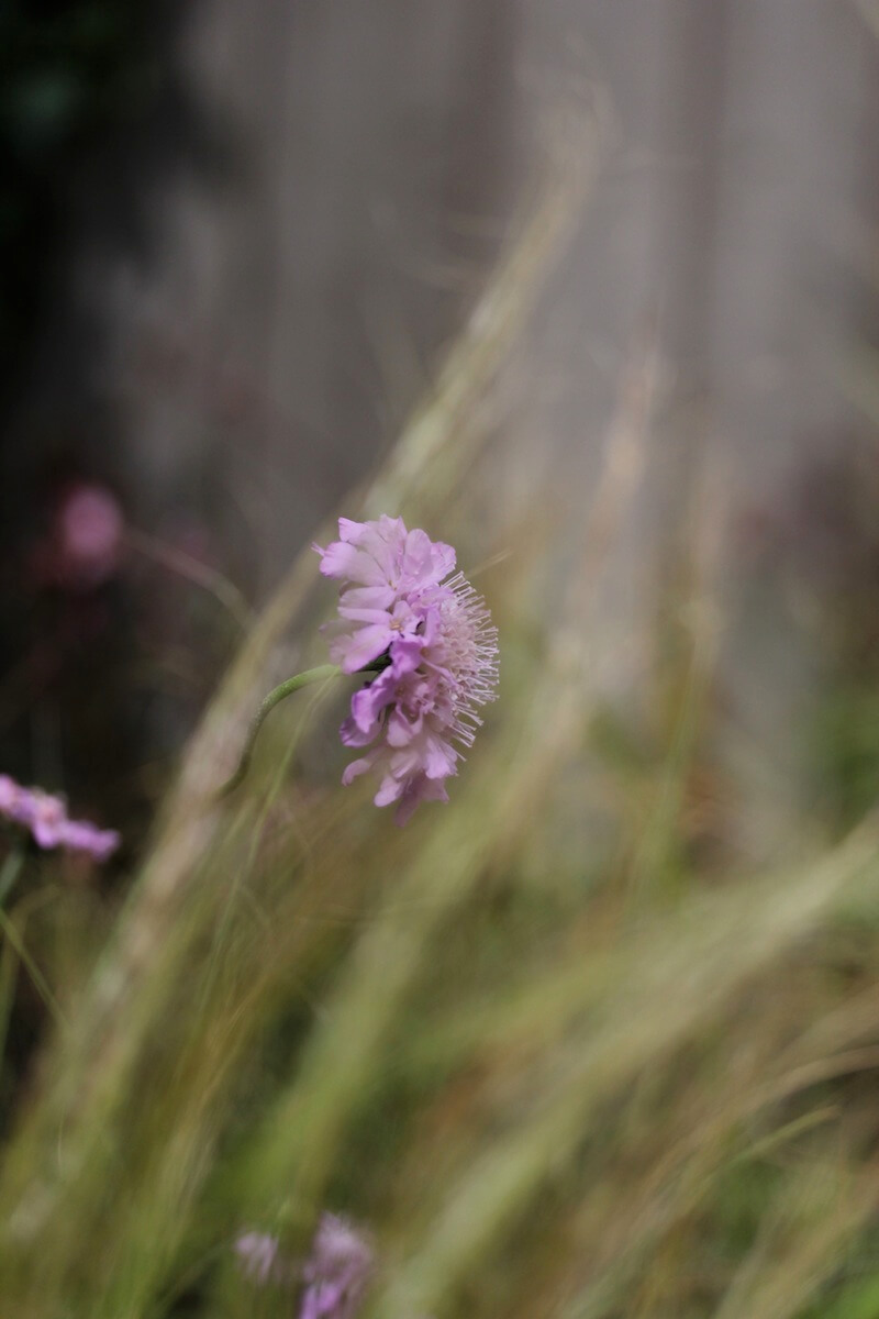 Purple Scabious