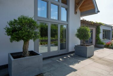 Padstow Cornwall Garden patio with pollarded Olive trees