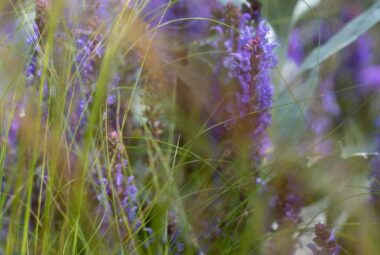 Padstow Cornwall Garden wild flowers