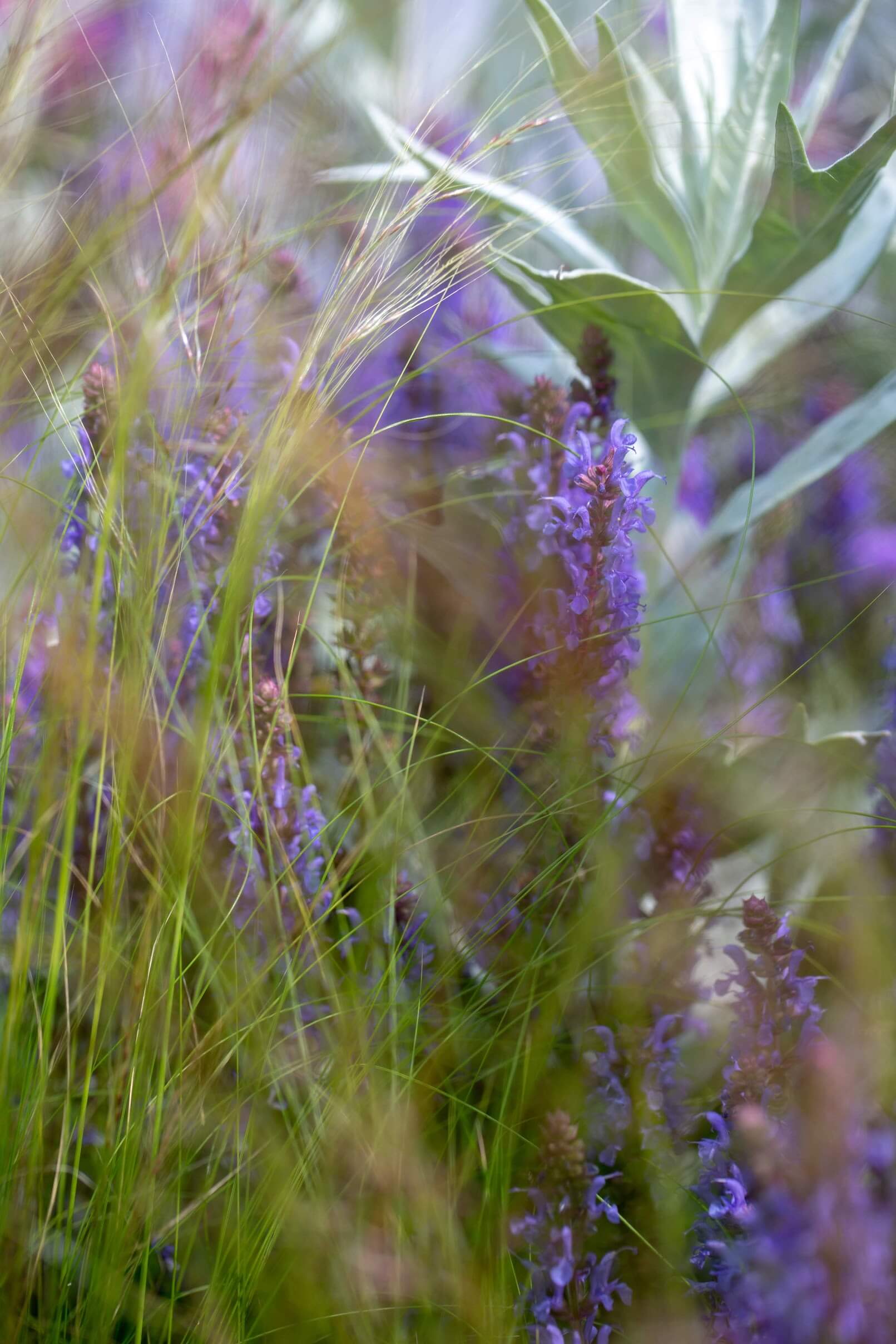 Padstow Cornwall Garden wild flowers