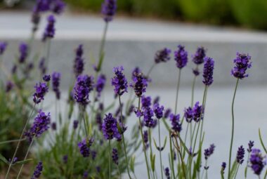 Lavender in Cornwall garden