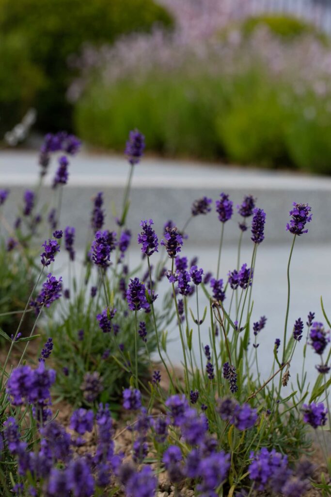 Lavender in Cornwall garden