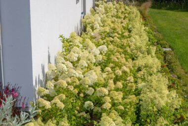 Cornwall Garden planting in sherbet colours