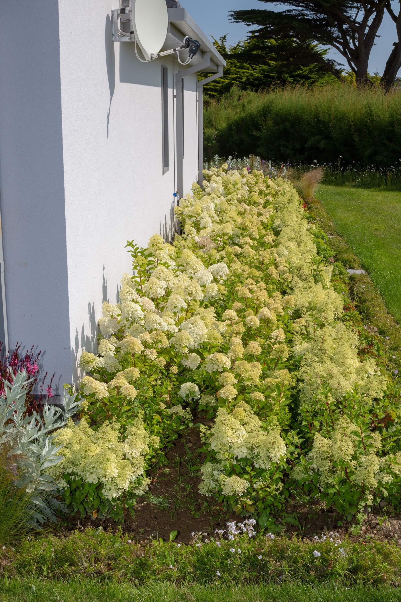 Cornwall Garden planting in sherbet colours