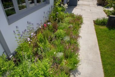 coastal herb garden