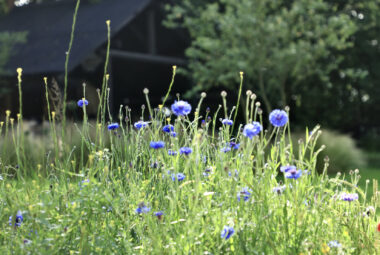 Blue cornflowers