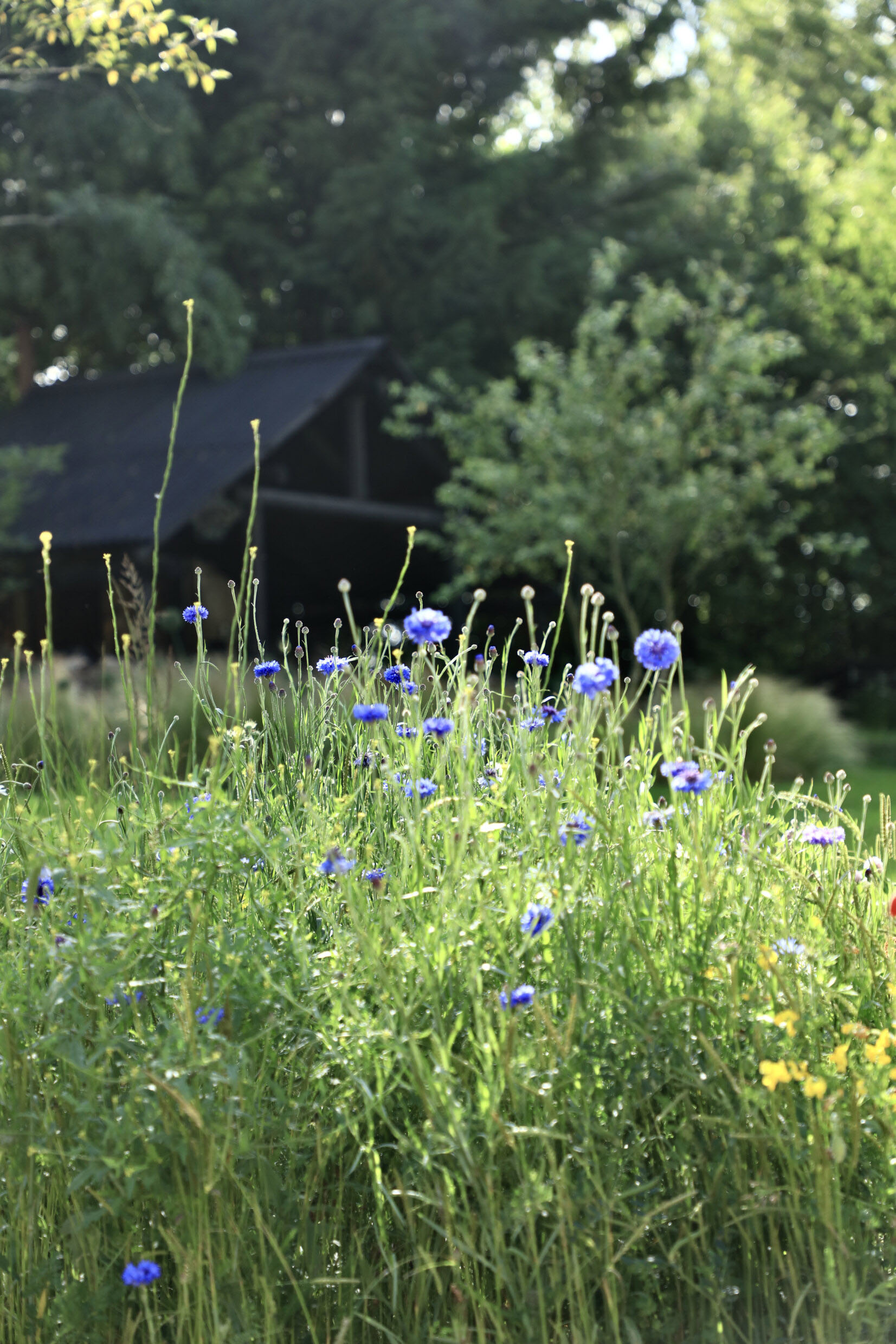 Blue cornflowers