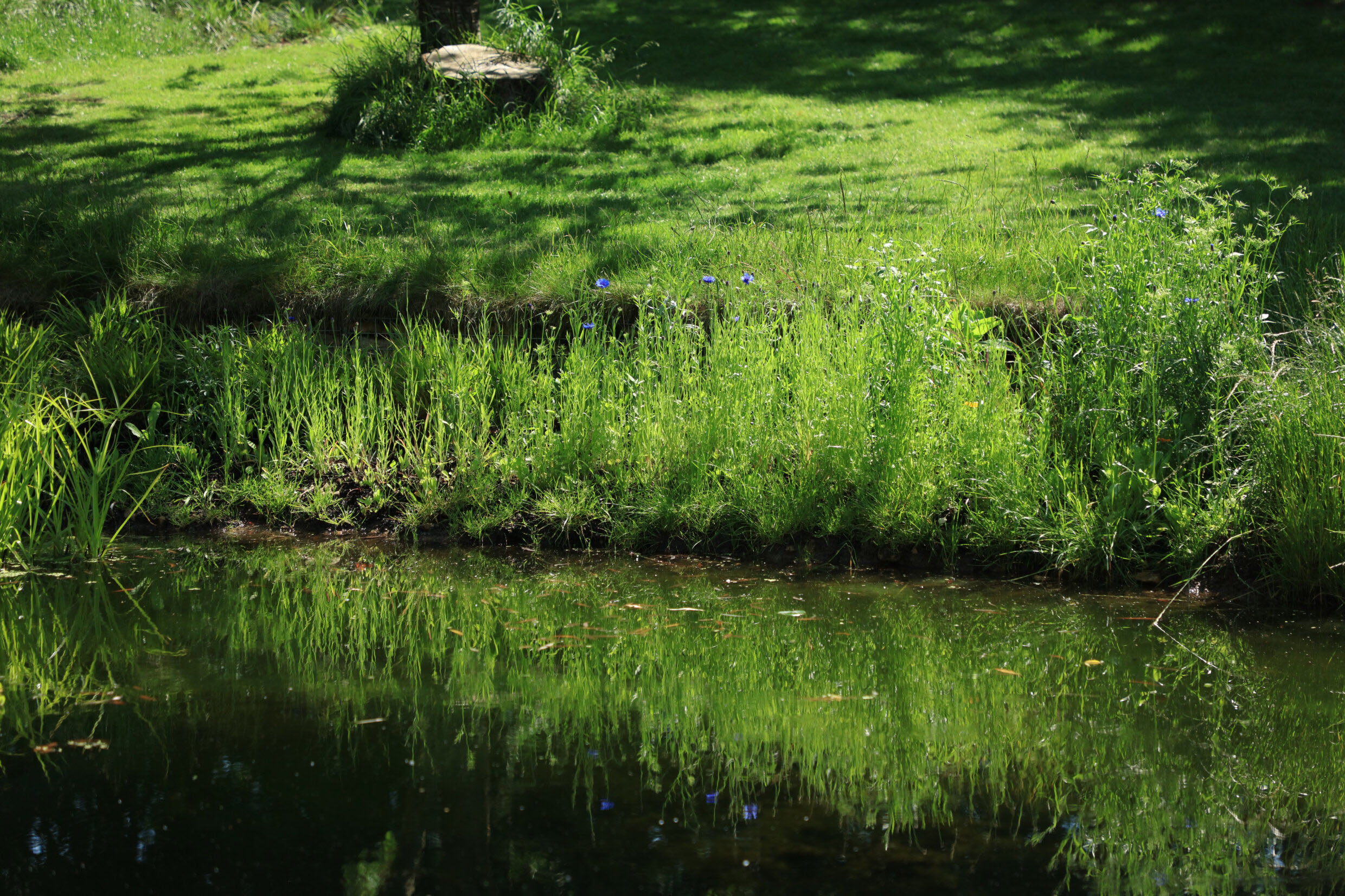 Wildflower planting at the edge of lake 