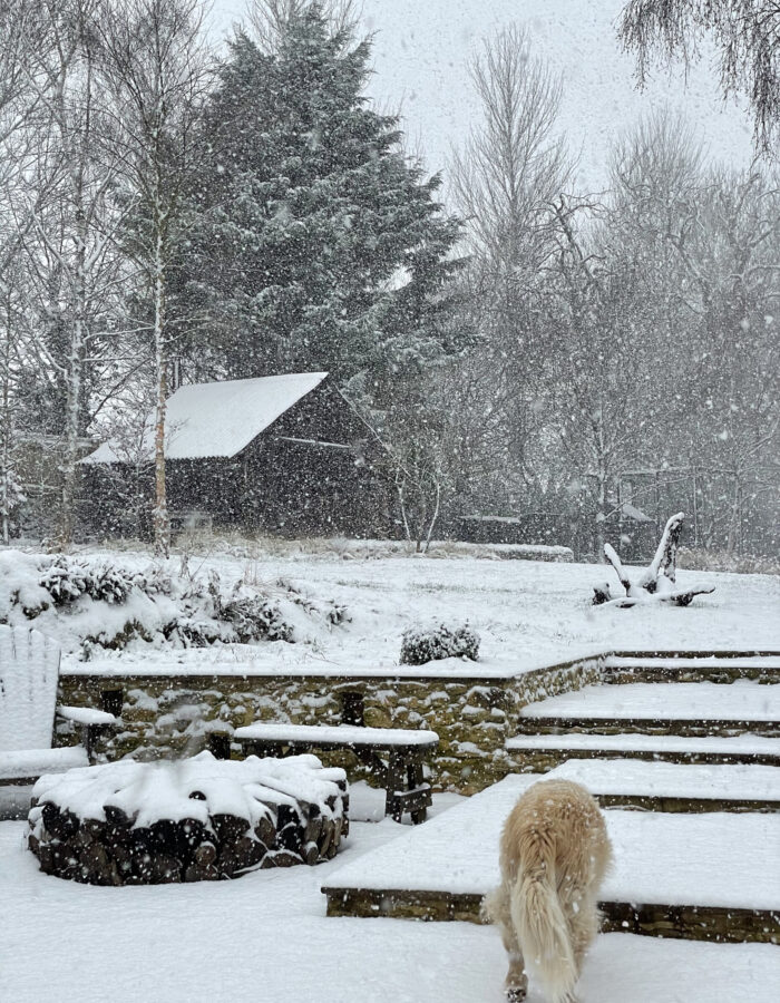 Snow falling on the shack as golden retriever walks up the steps in snowy garden