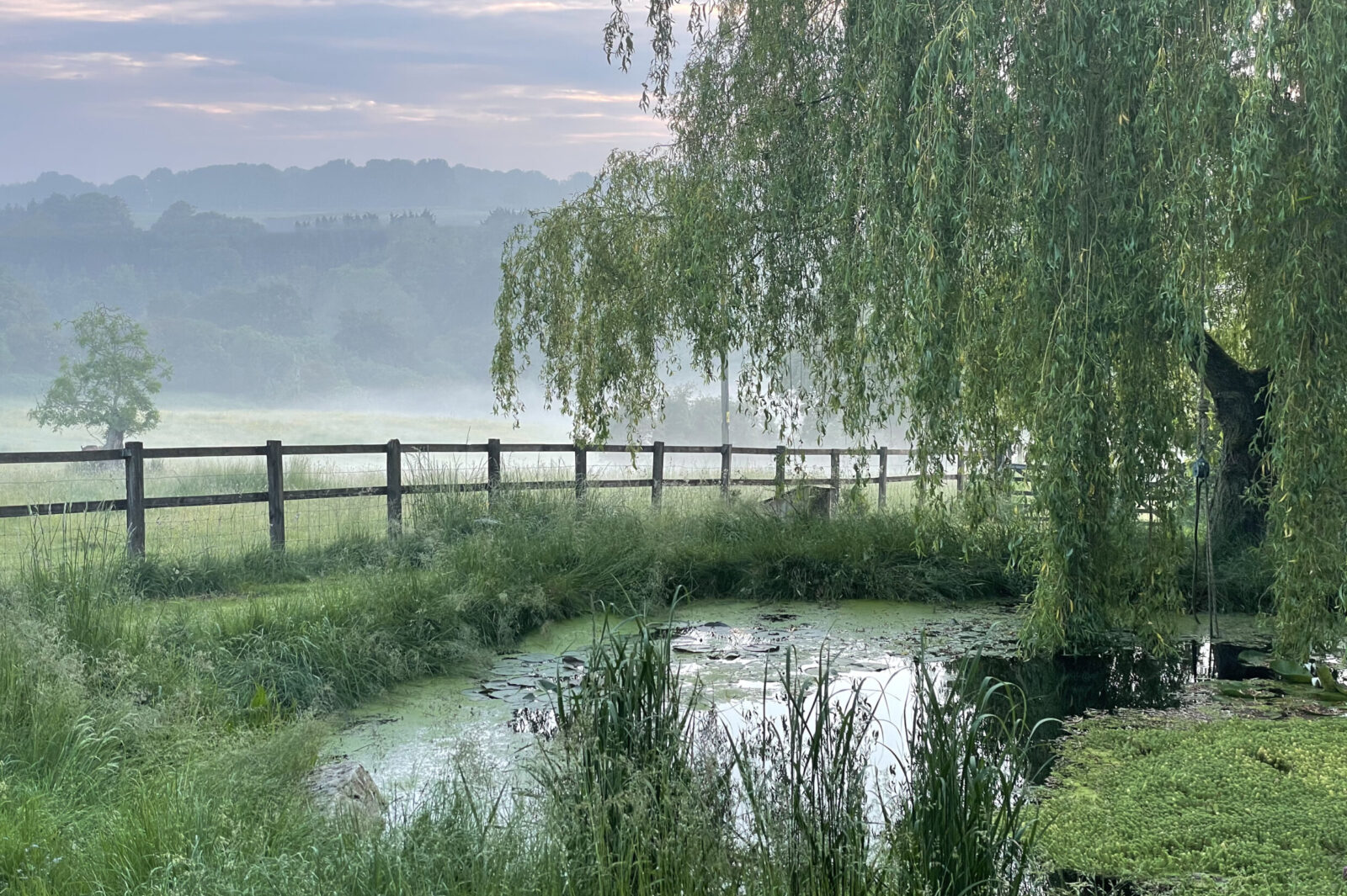 wildlife pool with weeping willow tree and moss