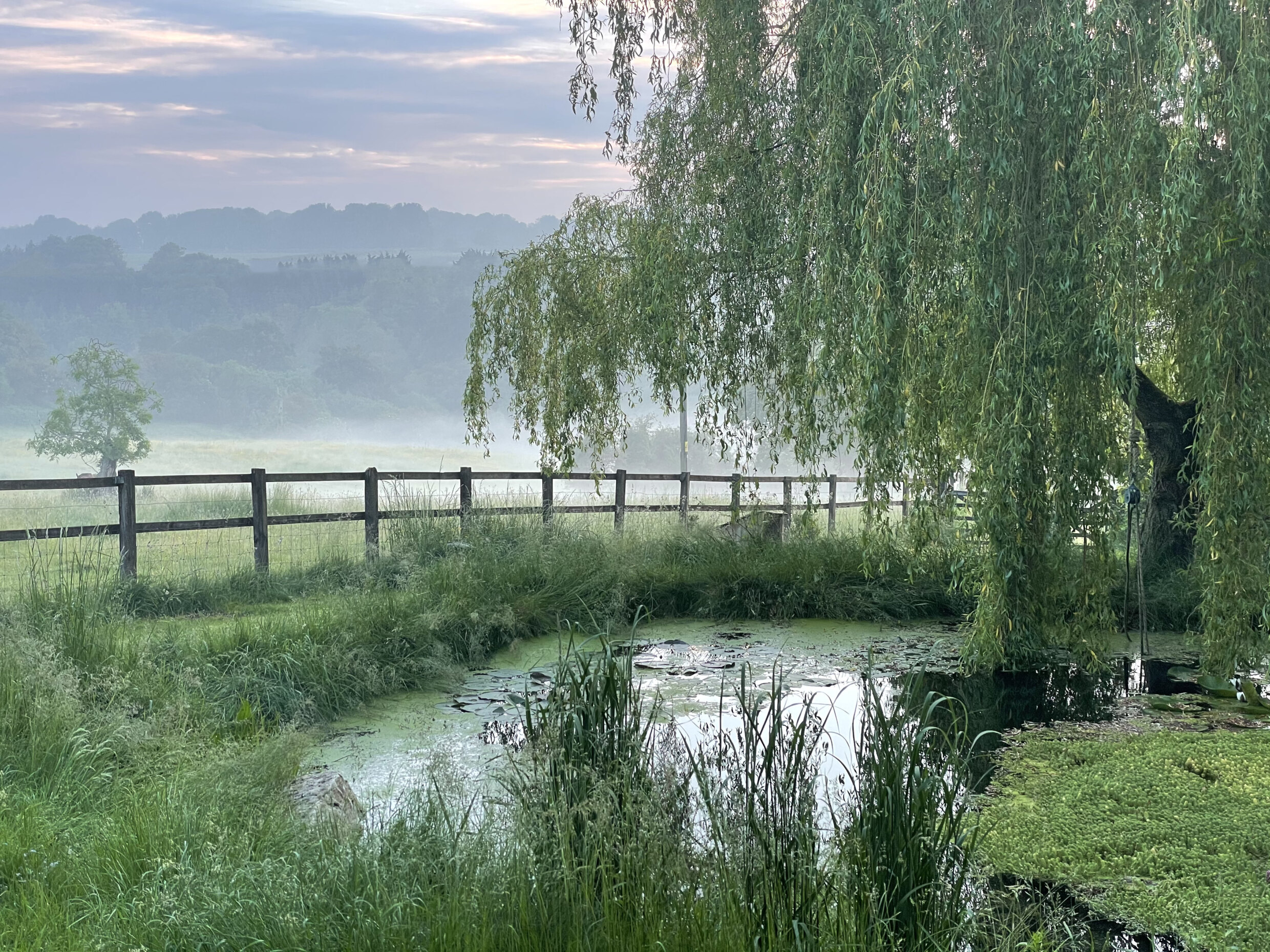 wildlife pool with weeping willow tree and moss