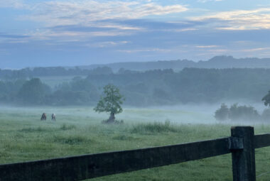 Moody scene of horses in misty field with tree