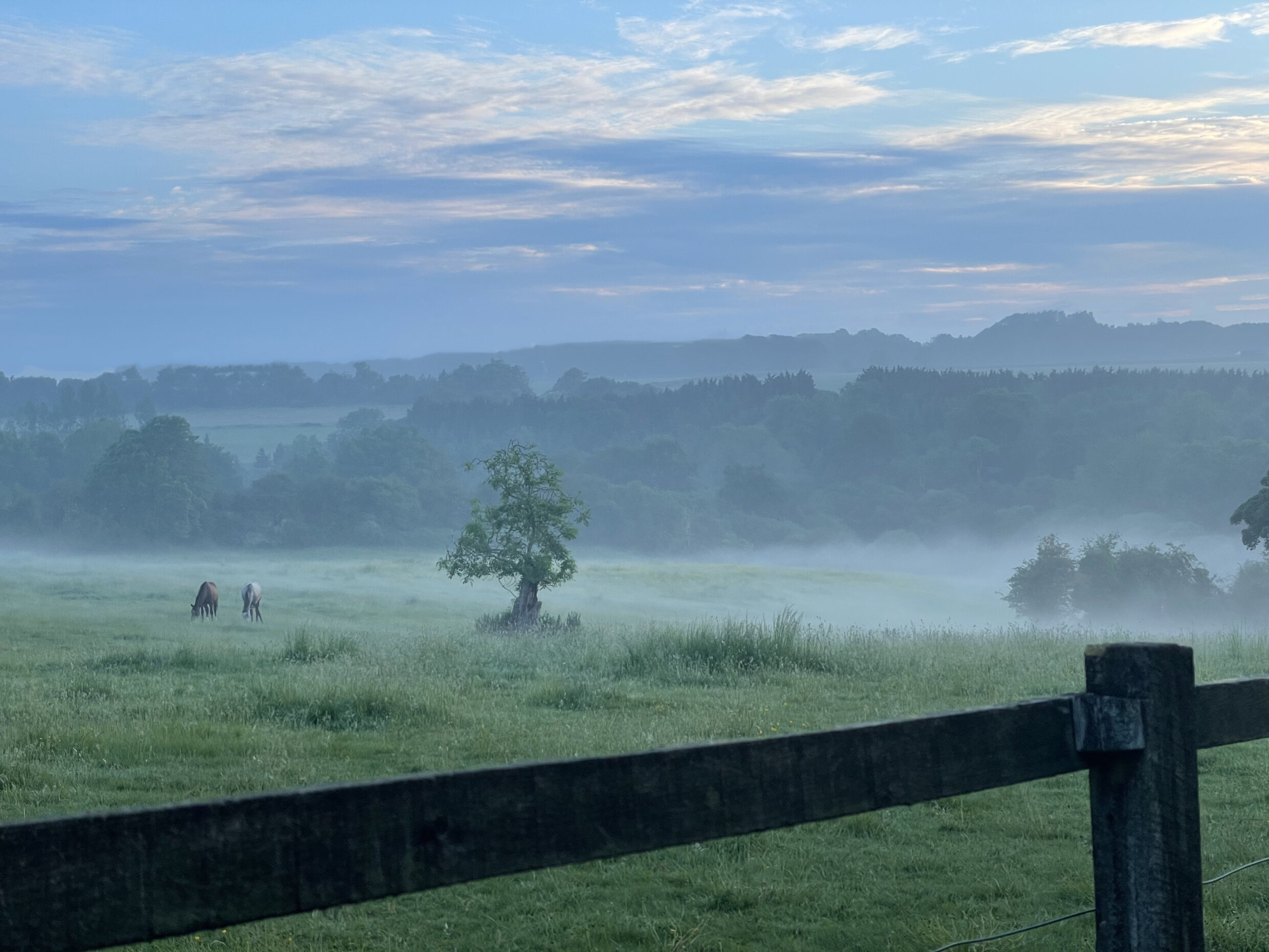 Moody scene of horses in misty field with tree