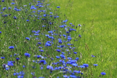 blue cornflowers growing on mass