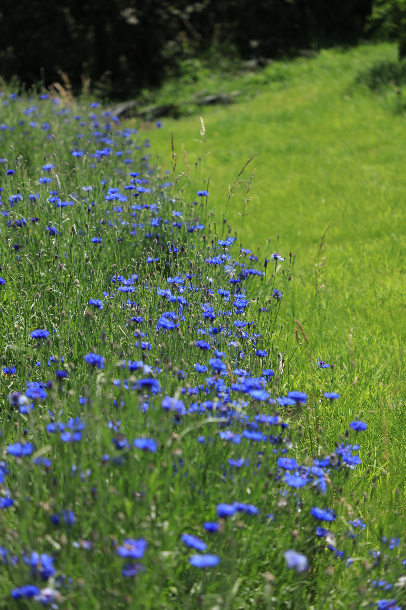 blue cornflowers growing on mass