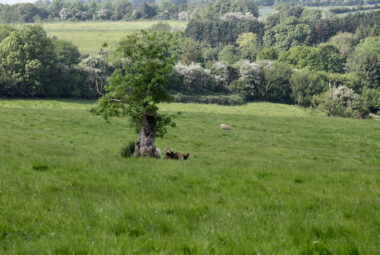 Big old tree in middle of countryside field with sheep