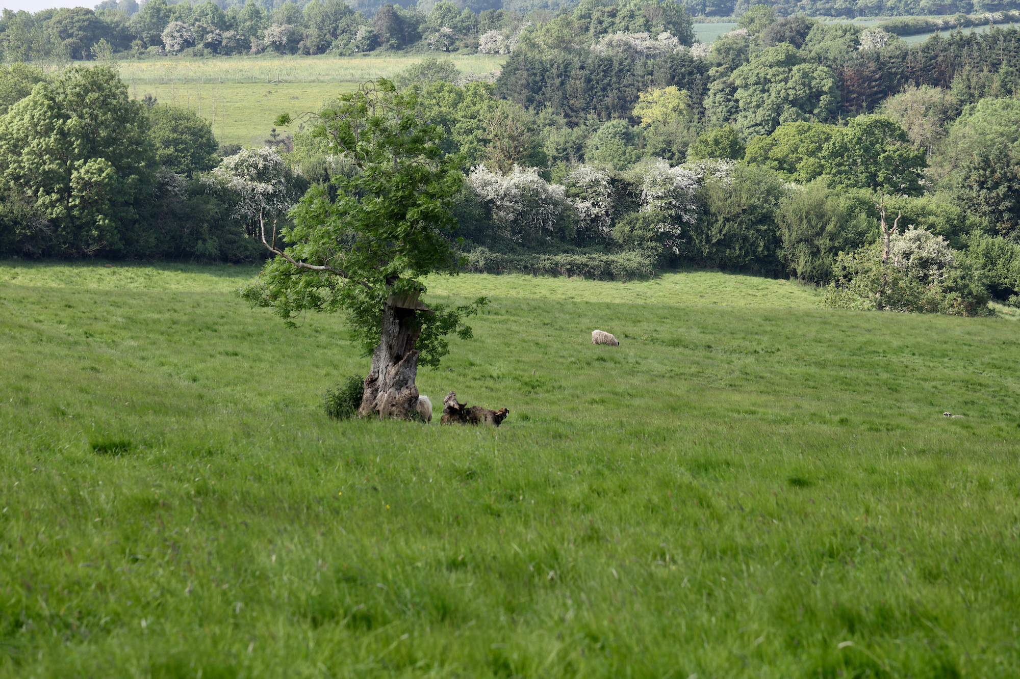 Big old tree in middle of countryside field with sheep