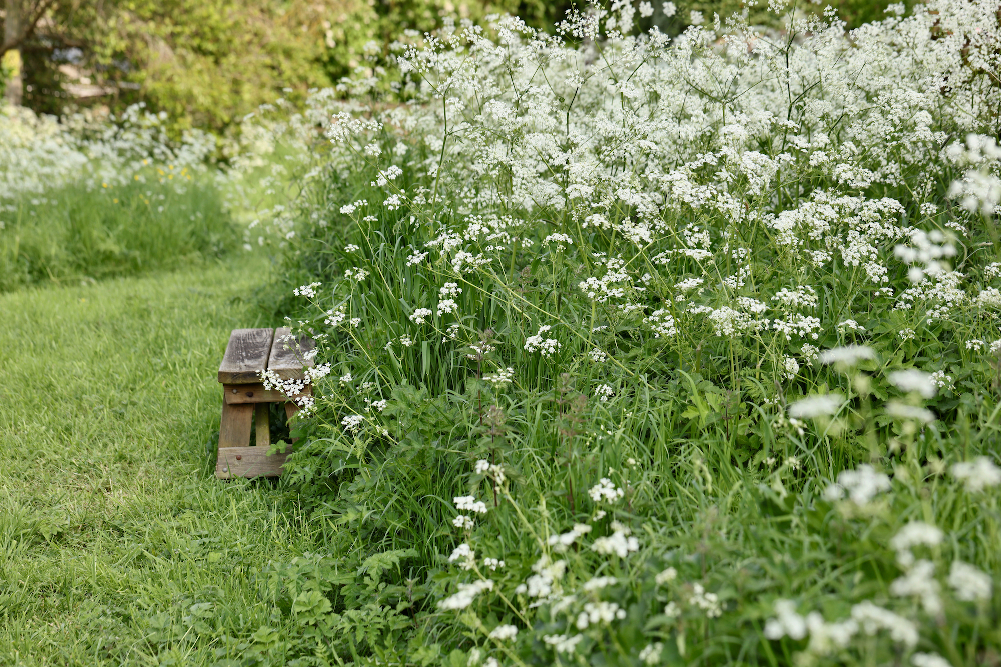 Masses of ammi wildflower