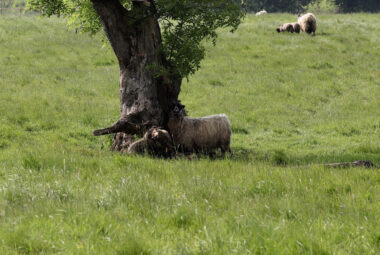 Pigs under a tree in the countryside of oxford