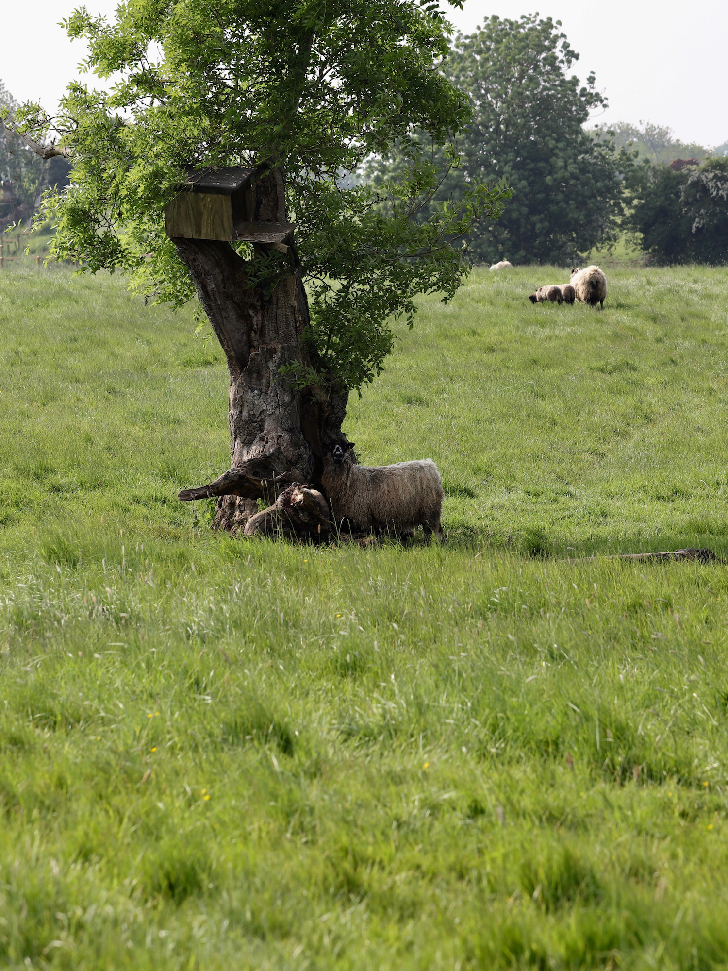 Pigs under a tree in the countryside of oxford