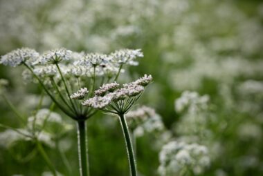 Wildflower close up