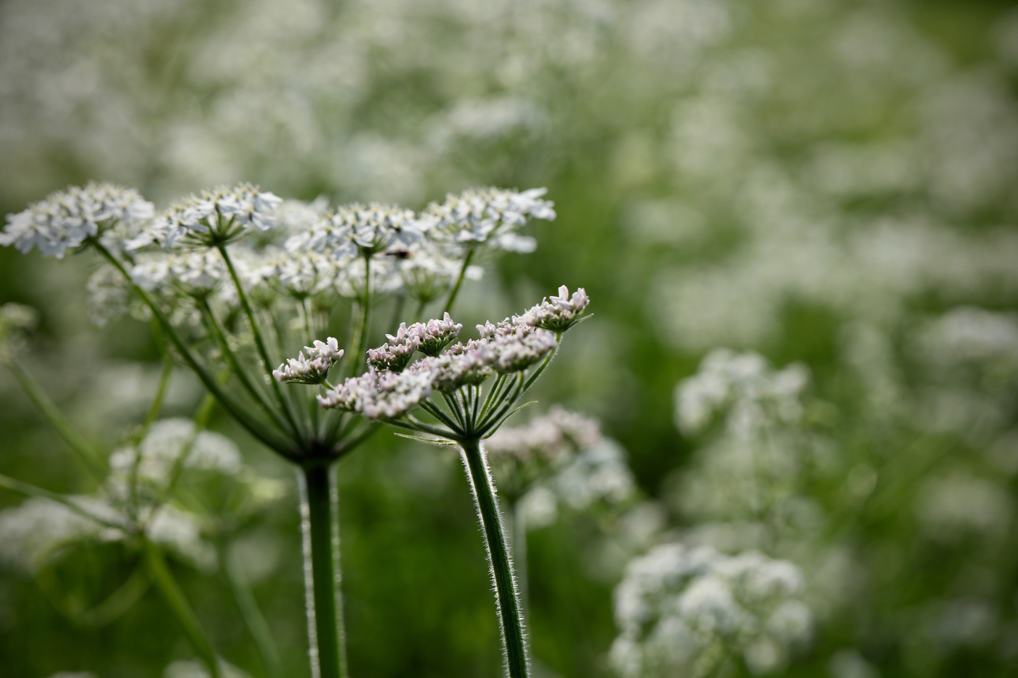 Wildflower close up