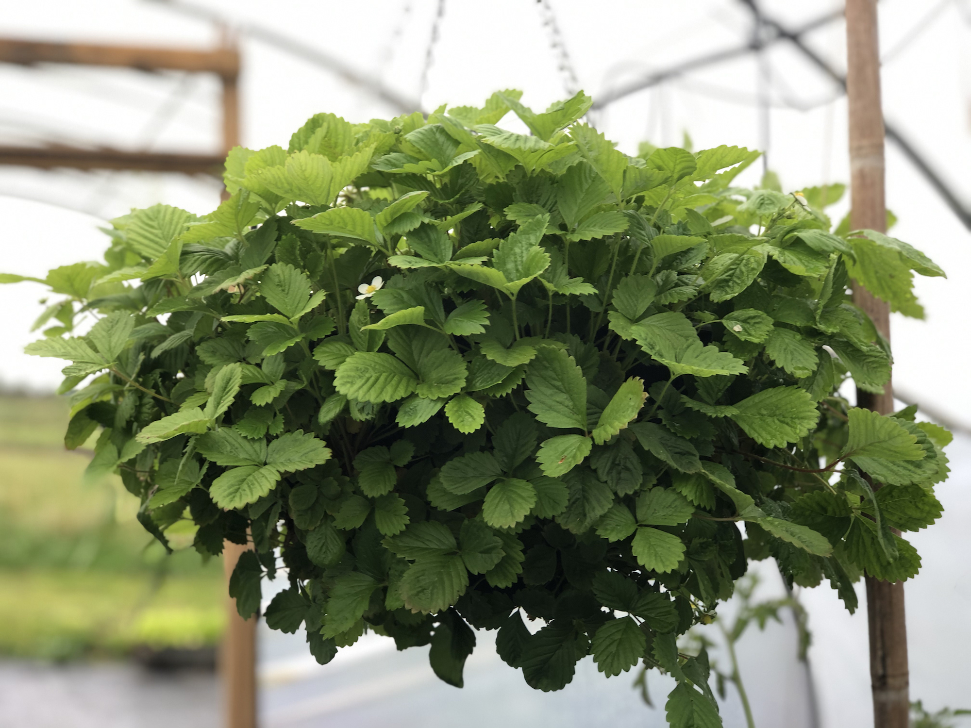 Giant strawberry hanging basket in polytunnerl