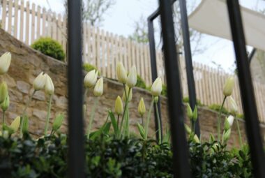 Yellow and tulips